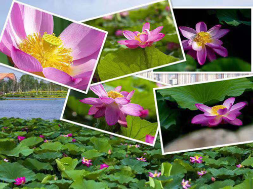 银河集团186net(中国)有限公司官网